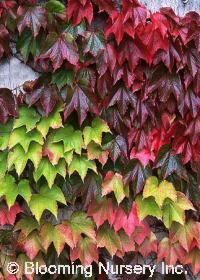 Parthenocissus tricuspidata                       